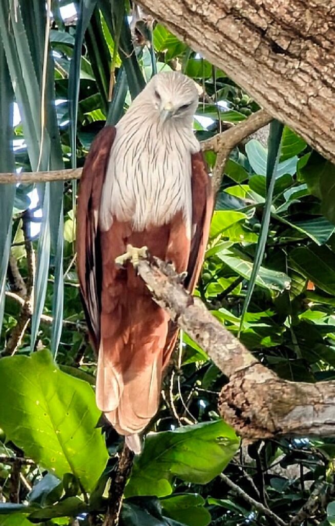 Charlie Beach - Braminglente